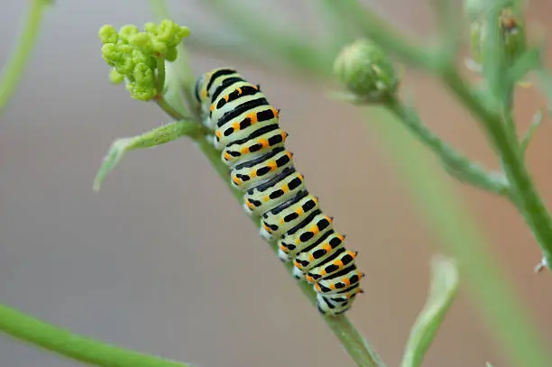 Photo of Caterpillar of a Swallowtail Butterfly