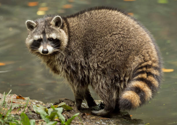 istock A raccoon plays outside on the water 976657140