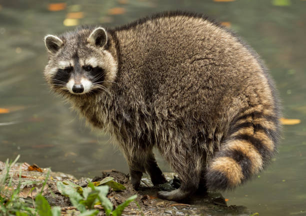 A raccoon plays outside on the water stock photo