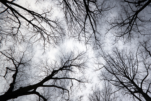 Looking up to grey sky through tree branches