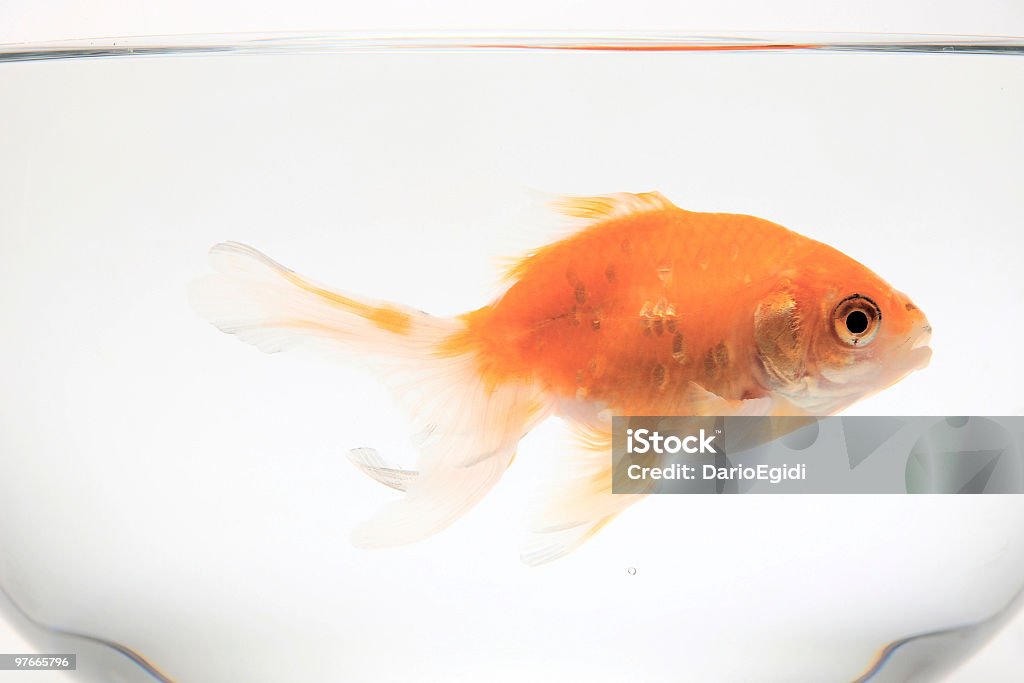 Animali Pesce rosso in una ciotola - Foto stock royalty-free di Ombrina ocellata