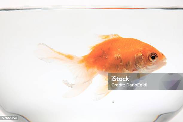Animali Pesce Rosso In Una Ciotola - Fotografie stock e altre immagini di Ombrina ocellata - Ombrina ocellata, Sfondo bianco, Acqua
