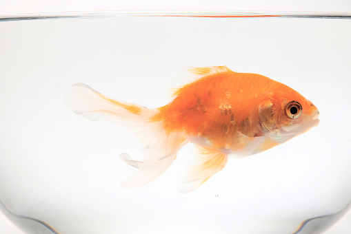 Goldfish (Carassius auratus), Shubunkins on a white background