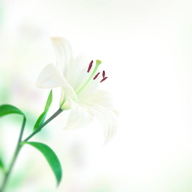 istock Beautiful lily flower 976660898