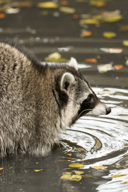istock A raccoon plays outside on the water 976660958