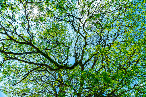 Natural background, amazing giant tree with fresh green foliage, beauty and freshness of summer nature, strength and stability concept