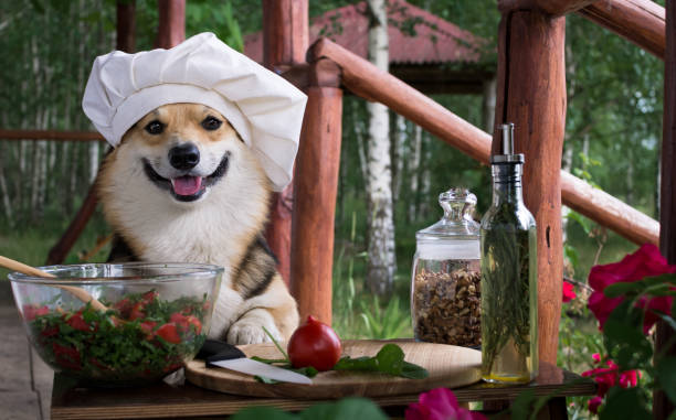 perro corgi galés pembroke es un admirador de la comida italiana, preparada una ensalada de tomate, rúcula, nueces y aceite de oliva. - oilcan fotografías e imágenes de stock