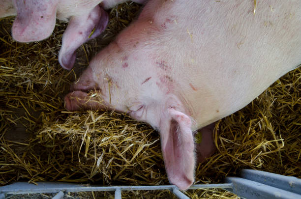 istock Pigs on the farm 976661936