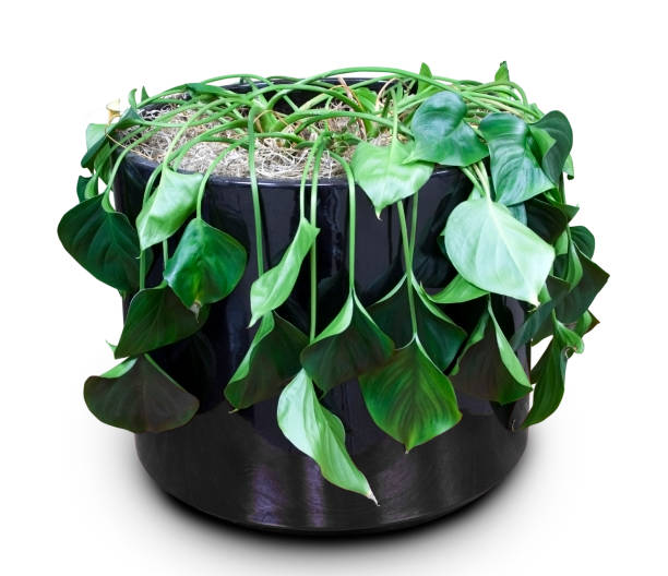 istock Wilted House Plant 97666293