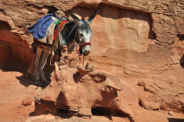 istock Jordanian Donkey at Petra 97666388