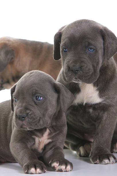 istock puppy italian mastiff cane corso 97666405