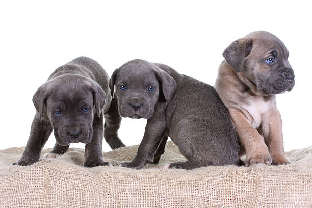 istock puppy italian mastiff cane corso 97666417