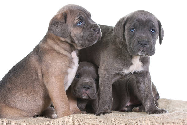 istock puppy italian mastiff cane corso 97666420