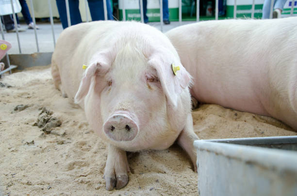 istock Pigs on the farm 976665124