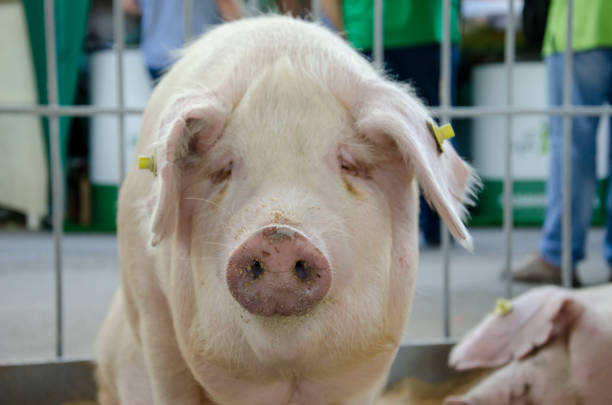 istock Pigs on the farm 976665202