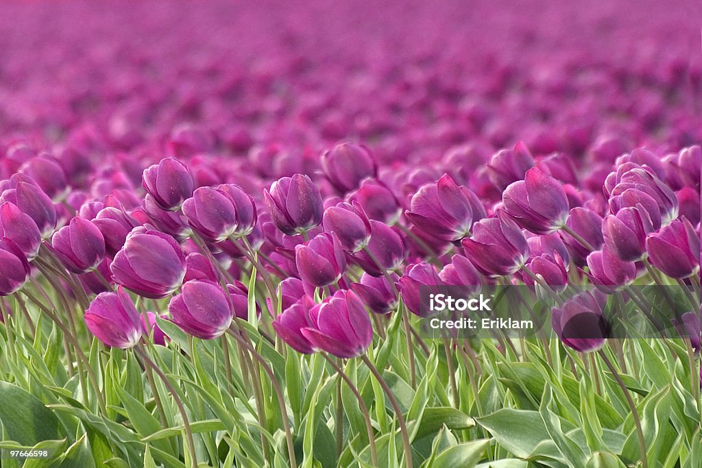 Tulipa em campo Holandês - Royalty-free Agricultura Foto de stock