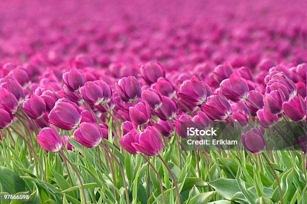 Tulipa Em Campo Holandês - Fotografias de stock e mais imagens de Agricultura - Agricultura, Ao Ar Livre, Campo agrícola