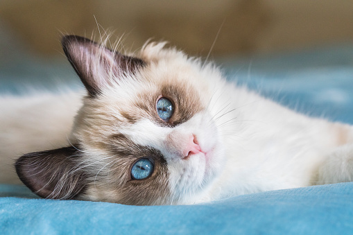 Closeup of a cute bicolor ragdoll kitten with blue eyes, resting on a blue blanket.