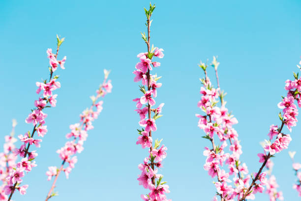 istock Branches with beautiful pink flowers (Peach) against the blue sky. Selective Focus 976669264