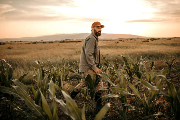 istock Farmer in the field 976670538