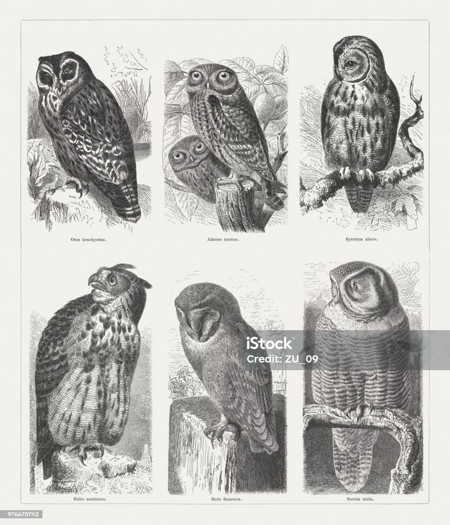 Owls, wood engravings, published in 1897 Owls (Strigiformes), top row: Short-eared owl (Asio flammeus, or Otus brachyotus); Little owl (Athene noctua); Tawny owl (Strix aluco); bottom row: Eurasian eagle-owl (Bubo bubo, or Bubo maximus); Barn owl (Tyto alba, or Strix flammea); Northern hawk-owl (Surnia ulula). Wood engravings, published in 1897. Barn Owl stock illustration