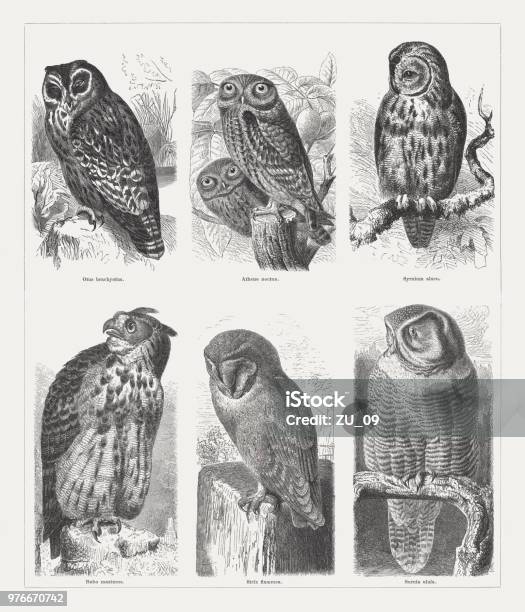 Owls Wood Engravings Published In 1897 Stock Illustration - Download Image Now - Barn Owl, Engraving, Owl