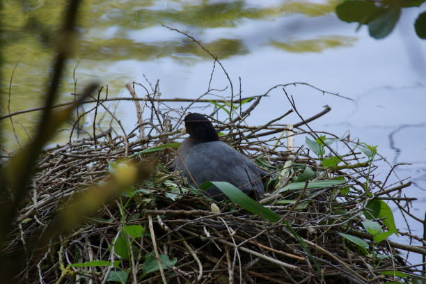 istock BEAUTIFUL MOORHENS 976674518
