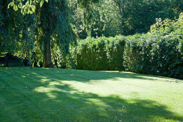 istock Fresh newly trimmed lawn surrounded by trees 976679468