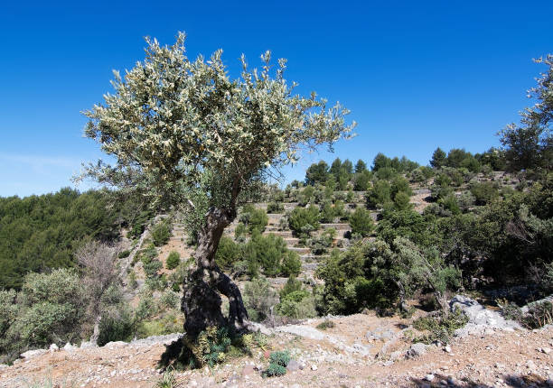istock Olive tree in natural landscape 976679950