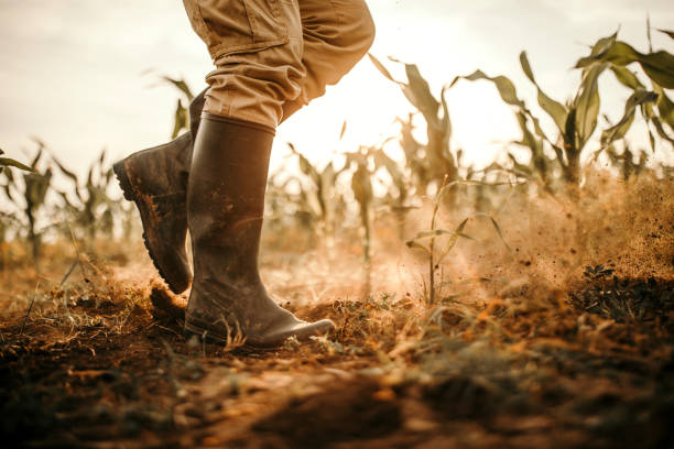 les agriculteurs bottes - cultivated growth agriculture vegetable photos et images de collection