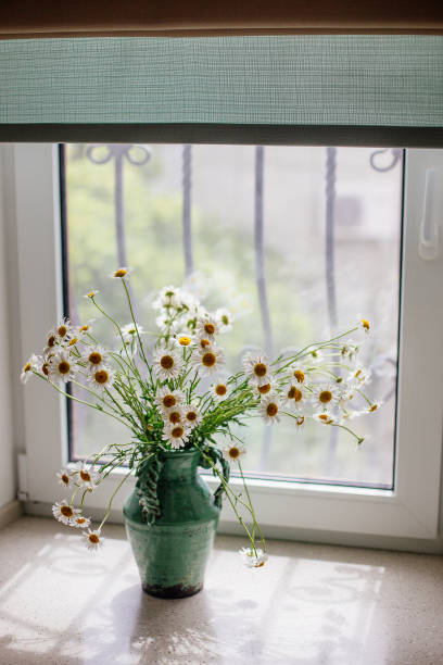 istock White daisies in a vase. 976683472