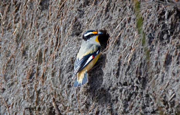 pardalotus striatus - straited fotografías e imágenes de stock