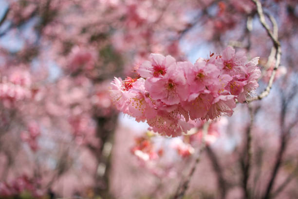 istock Cherry blossom, pink flowers 976705202