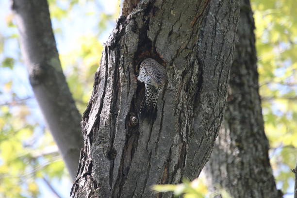 istock Northern Flicker Woodpecker 976709972