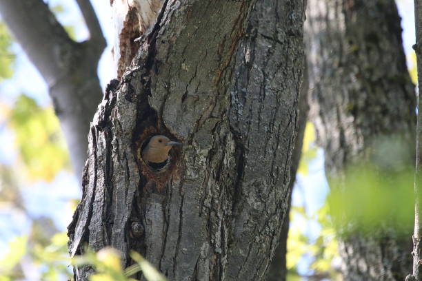 istock Northern Flicker Woodpecker 976710022