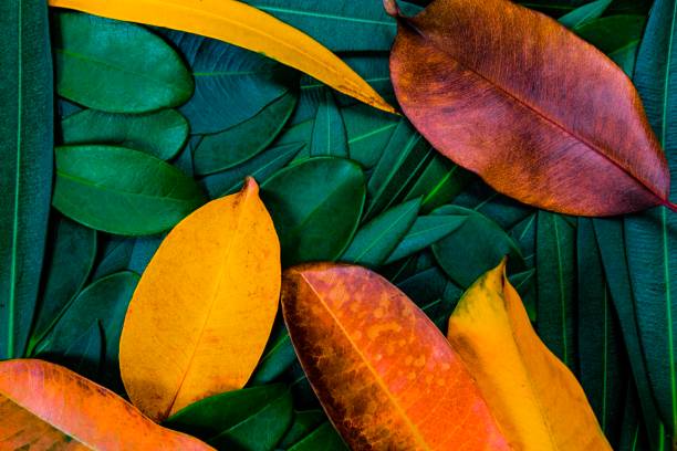 istock Creative colorful green and yellow leafs 976710790