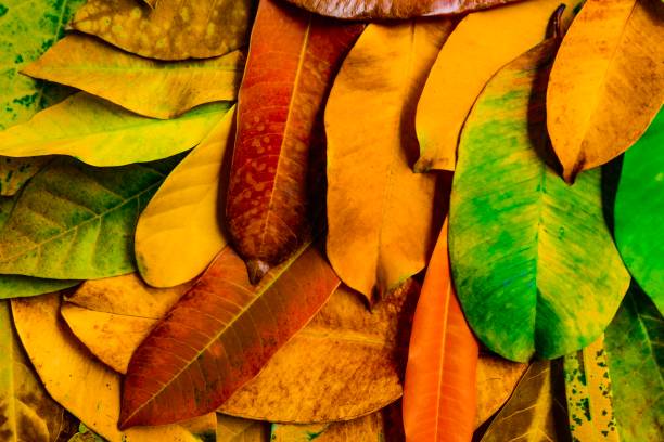 istock Autumn seasoning with colorful leafs collection 976710800