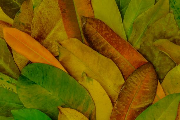 istock Autumn seasoning with colorful leafs collection 976710820