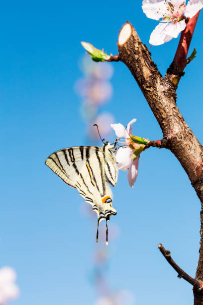 istock Papilio machaon butterfly on spring blossom on sky background 976712030