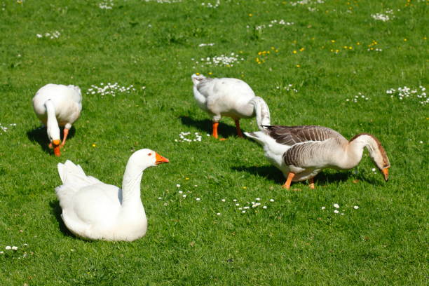 istock Geese in a meadow 976713614