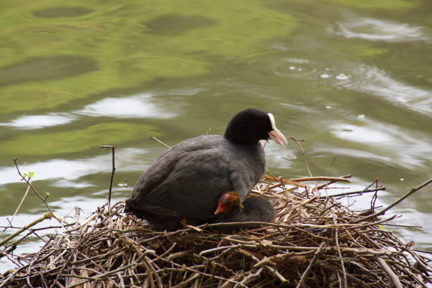 istock BEAUTIFUL MOORHENS 976716280