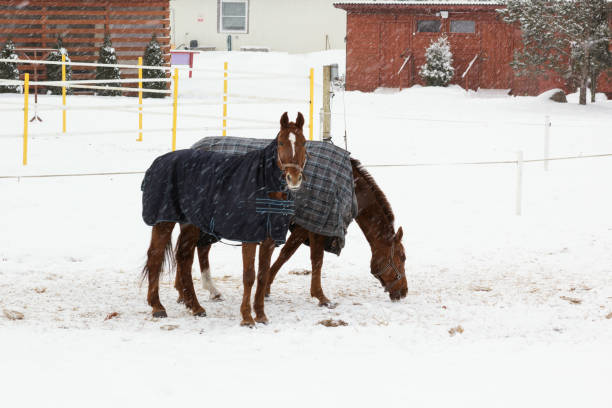 istock Horses on winter walk 976717828
