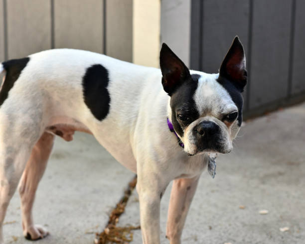 istock Black and White Boston Terrier 976718392