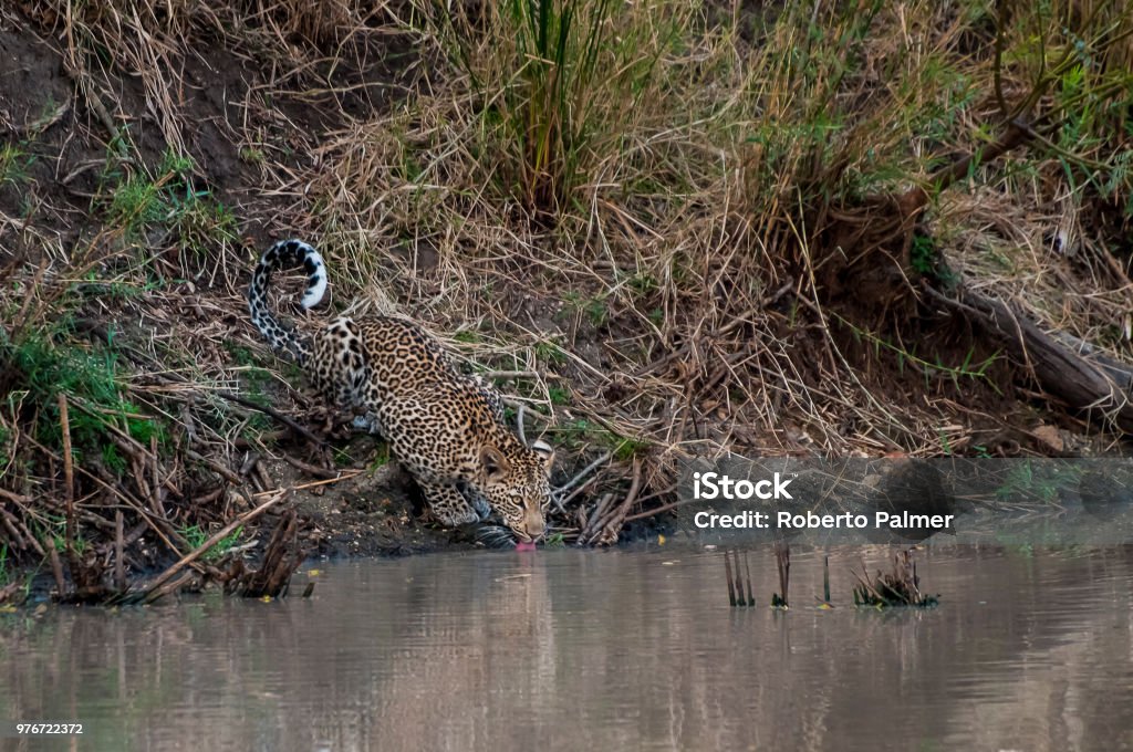 Leopard drinking water Animals In The Wild Stock Photo