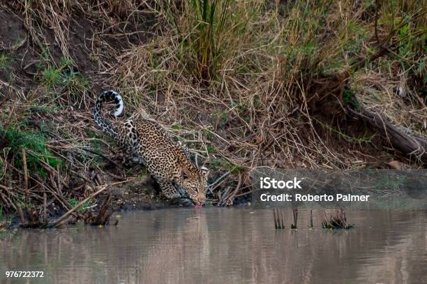 Leopard Drinking Water Stock Photo - Download Image Now - Animals In The Wild, Drinking, Horizontal