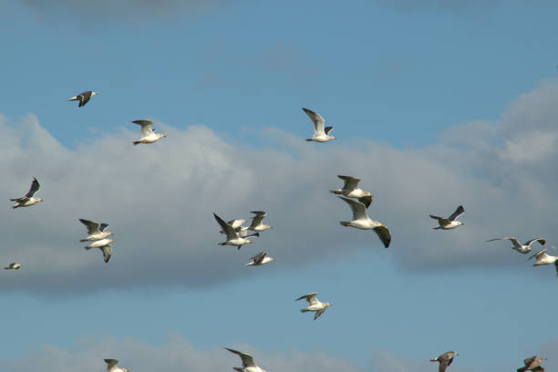 istock Flock of seagulls 976722552