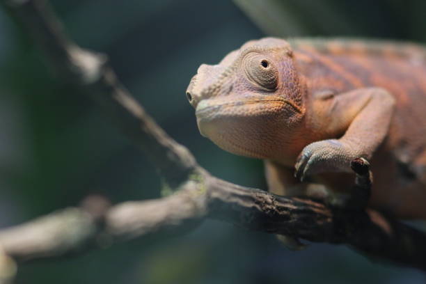 istock Young madagascar chameleon closeup 976723006