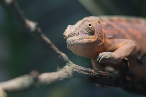 istock Young madagascar chameleon closeup 976725274