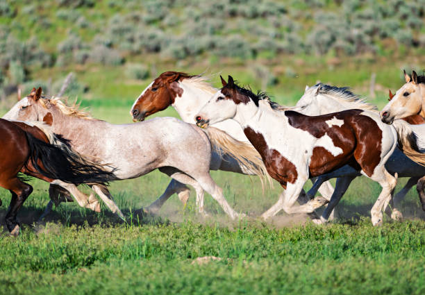 istock Running of the wild horses 976729198
