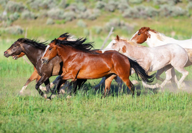 istock Running of the wild horses 976729200